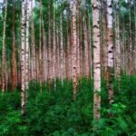 birch-trees