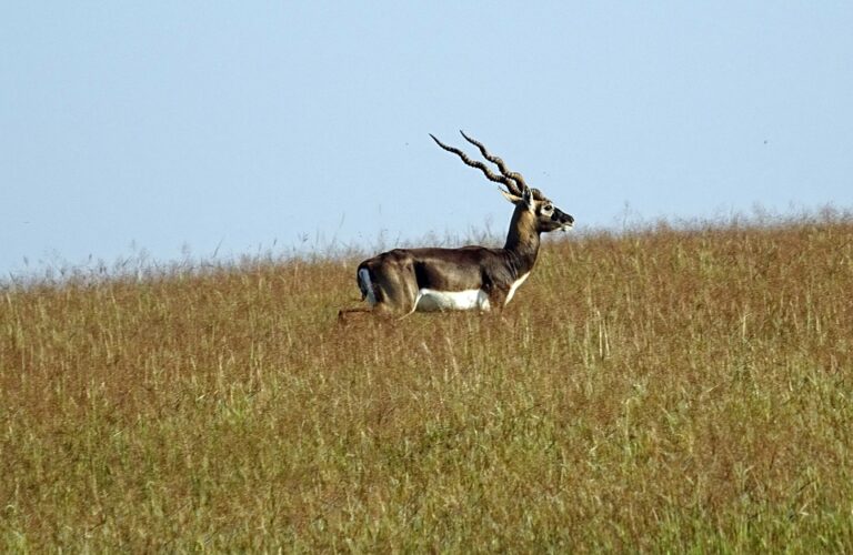 Carcass of blackbuck found in Kabisurya Nagara forest range