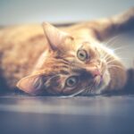 cat-1044914_960_720
