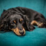 dog-