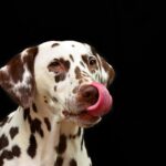 dog-1020790__340