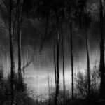 forest-963306_960_720