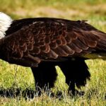 adler-2432503__340