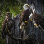 bald-eagle-3867290__340