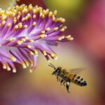 bees