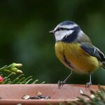 bird-2092788__340