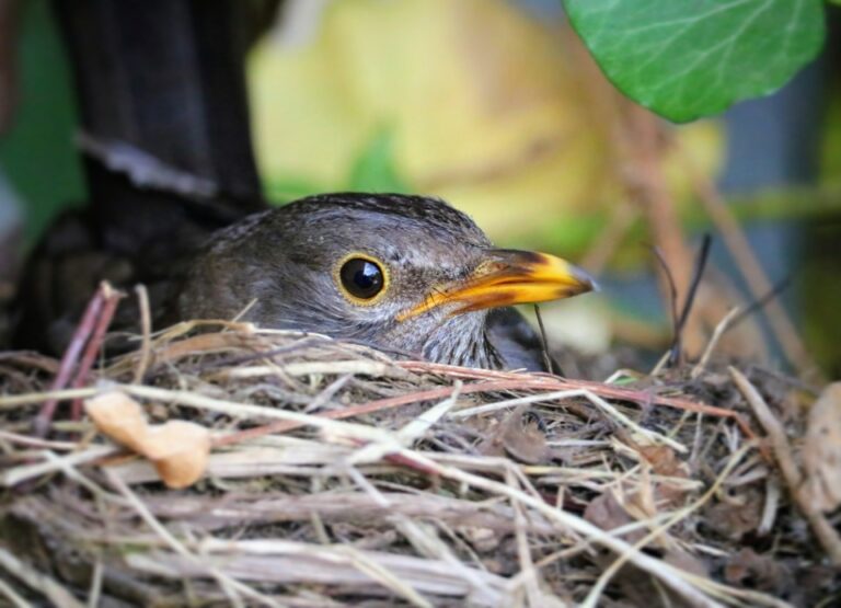 Climate change affects breeding birds