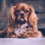 brown dog