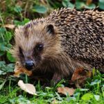 hedgehog-1670707__340