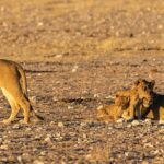 lion-3758329_960_720