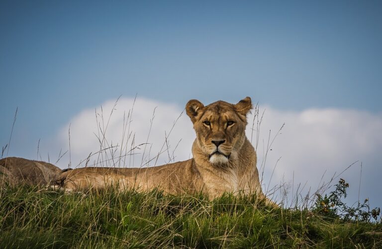 વિસાવદરના વેકરિયા ગામે એક સિંહણ અને ચાર કાળીયારના મૃતદેહ તણાઇ આવ્યા