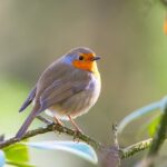 robin