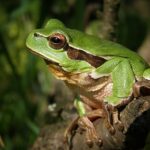 tree-frog