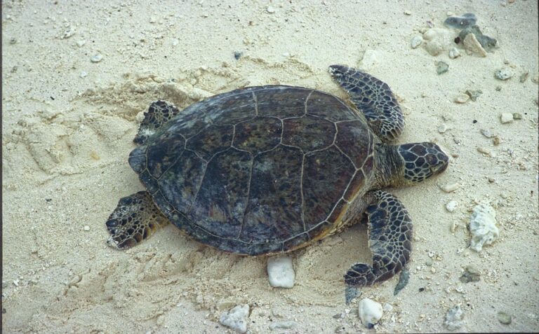 Green turtle: The success of the reintroduction program in Cayman Islands