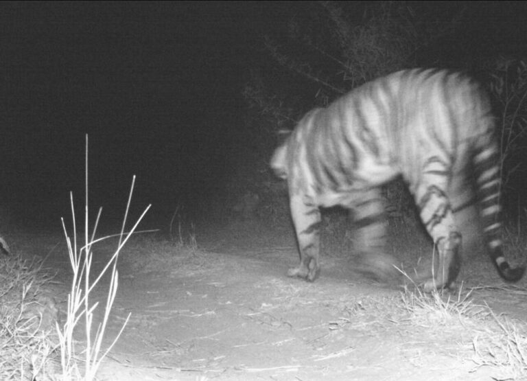 મહીસાગરઃ વાઘ( Big Cat )ના હુમલાની ઘટના પ્રકાશમાં આવતા વનવિભાગ દોડતુ થયું