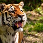 tiger-2341922_960_720