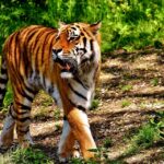 tiger-2466320_960_720