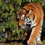 tiger-3261920_960_720
