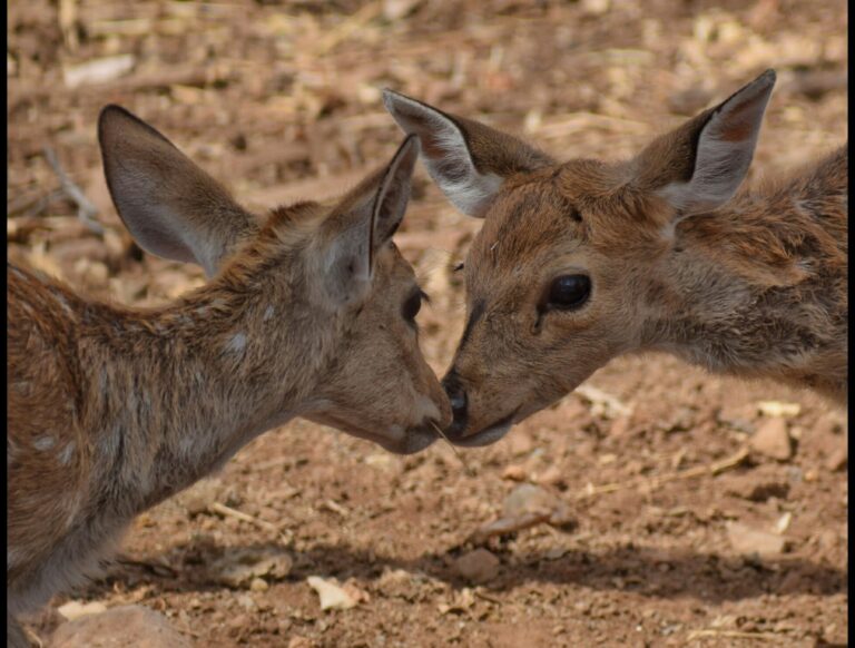 સાસણ ગીર: વન્ય જીવો અને કુદરત એકબીજાના પૂરક