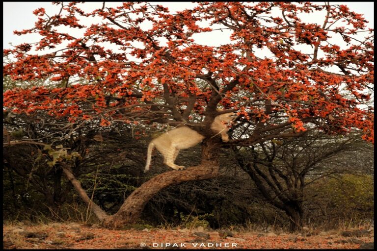 Sasan Gir: Asiatic Lion Lazing Around on a Tree Has Created Social Media