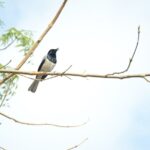 IMG-20190318-WA0040