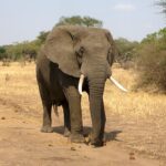elephant
