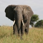 elephant