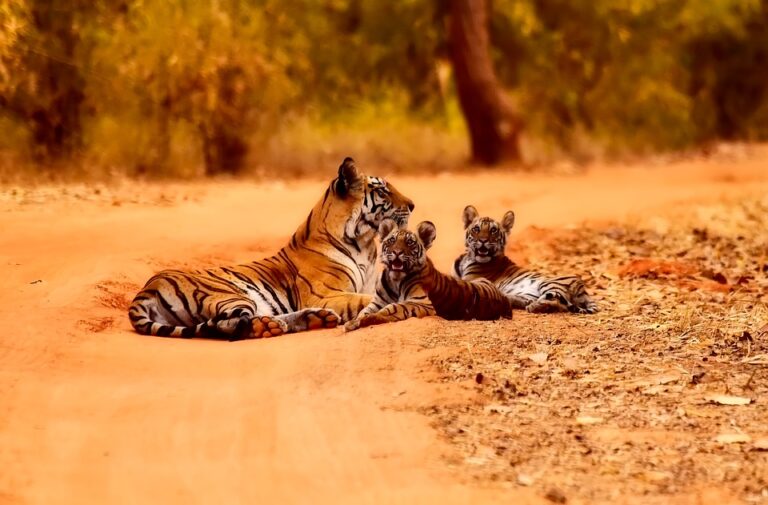 મહીસાગર: જંગલોમાં બચ્ચા સાથે વાઘણ( Big Cat ) ફરતી હોવાનો સ્થાનિકોનો દાવો