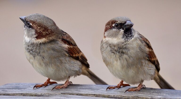20 માર્ચ વિશ્વ ચકલી દિવસ ( World Sparrow Day ): લુપ્ત થતી પ્રજાતિને બચાવી લઈએ