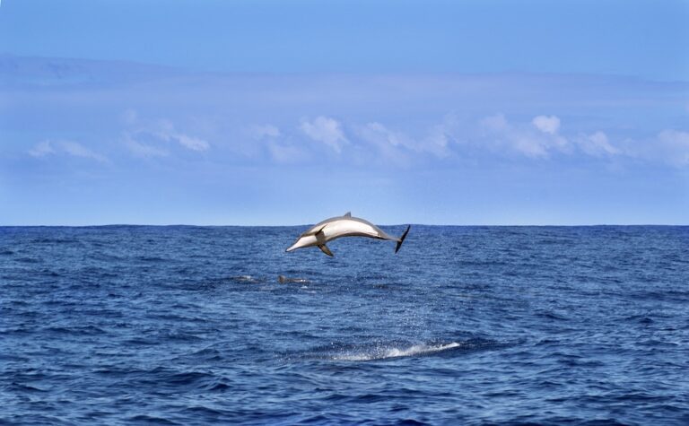 Climate change is a threat to dolphins’ survival
