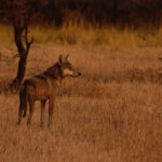 _DSC0541__ 6X9