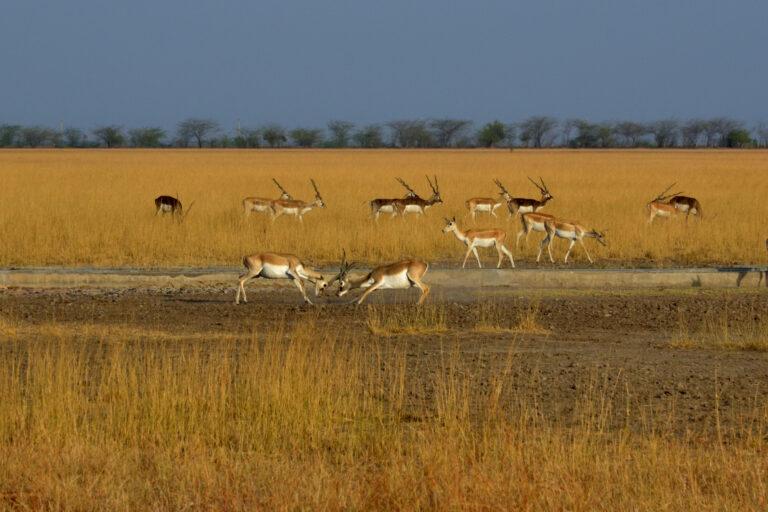 બ્લેકબક(Blackbuck)રાષ્ટ્રિય ઉધાનમાં કાળિયાર અને વરુ(Wolf)ને સાથે જોવા એક લહાવો