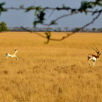 _DSC6372__6X9