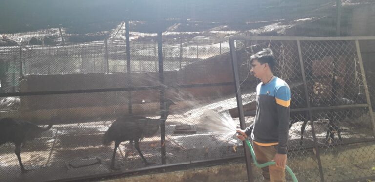 વડોદરા: ઝુ( Zoo)માં પશુ-પંખીઓને ગરમી સામે રક્ષણ માટે ખાસ વ્યવસ્થા કરાઈ