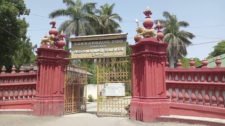 જુનાગઢ: સક્કરબાગ ઝુ(Zoo)માં પ્રાણીઓ અસહ્ય ગરમીમાં ઠંડકની મજા માણી રહ્યા છે