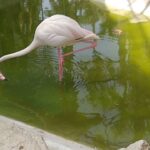 IMG-20190505-WA0005