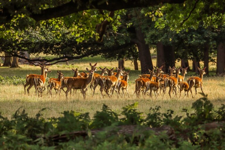 Centre Releases Management Report Of 146 National Parks, Wildlife Sanctuaries