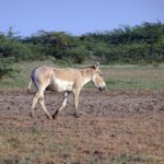 indian-wild-ass