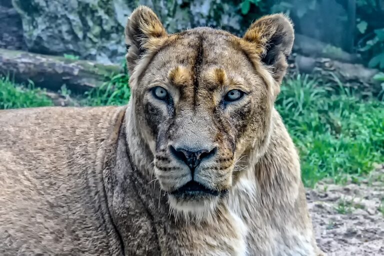 જુનાગઢ: ઈનફાઈટમાં ઘાયલ સિંહણ( Asiatic Lioness )નું મોત