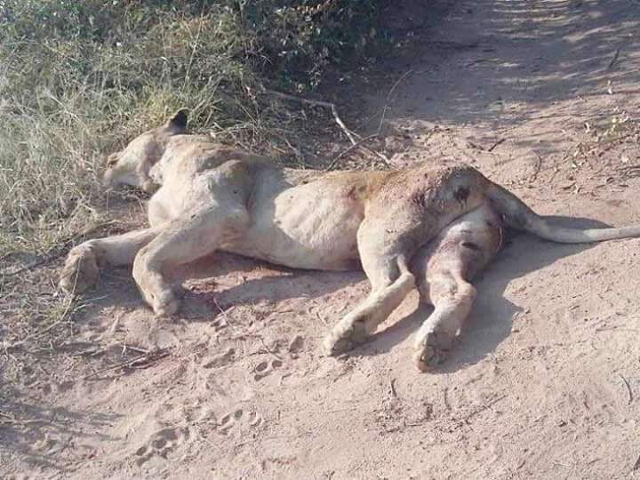 સાસણ ગીર: દલખાણીયા રેન્જમાં એશિયાટીક સિંહ(Asiatic Lion)નું મોત, મોતનું કારણ અકબંધ