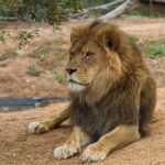 lion-11