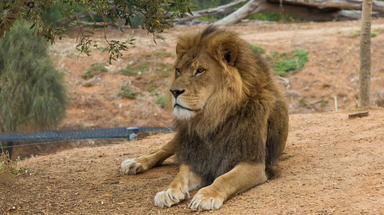 Mysuru zoo to get four Asiatic lions