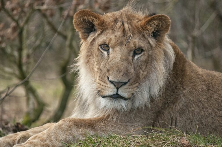 Sasan Gir: Lion And Leopard Found Dead In Gujarat’s Gir-West Area