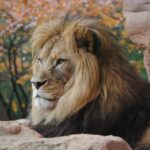 zoo lion