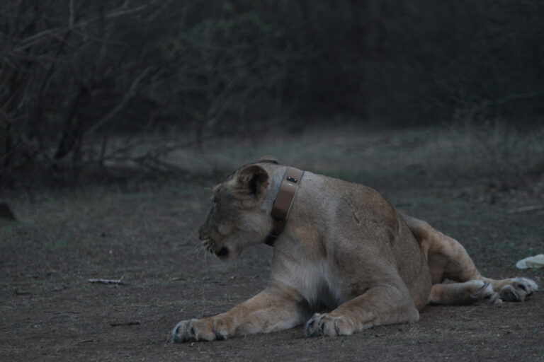 Gujarat: Asiatic Lions will be tracked using radio collars in Gir forest