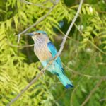 IMG-20190708-WA0001