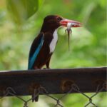 IMG-20190708-WA0005