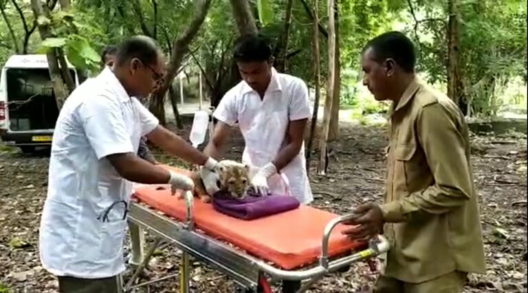 જંગલમાં વન્યજીવો માટેની ખાસ એમ્બ્યુલન્સે બચાવ્યો એશિયાટીક સિંહબાળનો જીવ