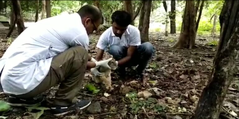 ગુજરાતમા વન્યજીવો માટે ખાસ તબીબી સુવિધા આપતી આધુનિક હોસ્પિટલ