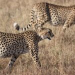 africa-171315_960_720